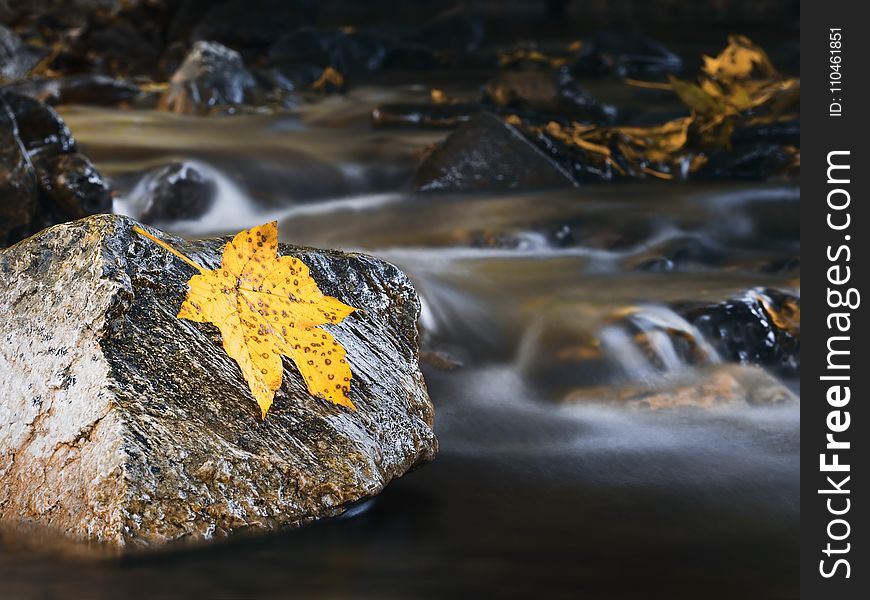 Water, Yellow, Rock, Leaf