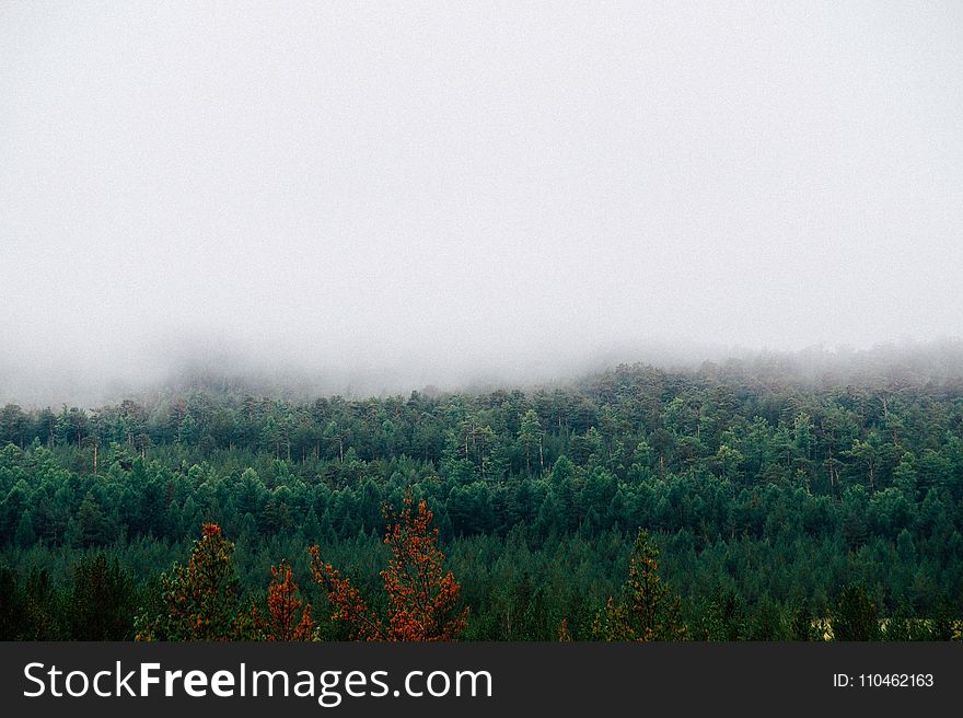 Mist, Fog, Ecosystem, Vegetation