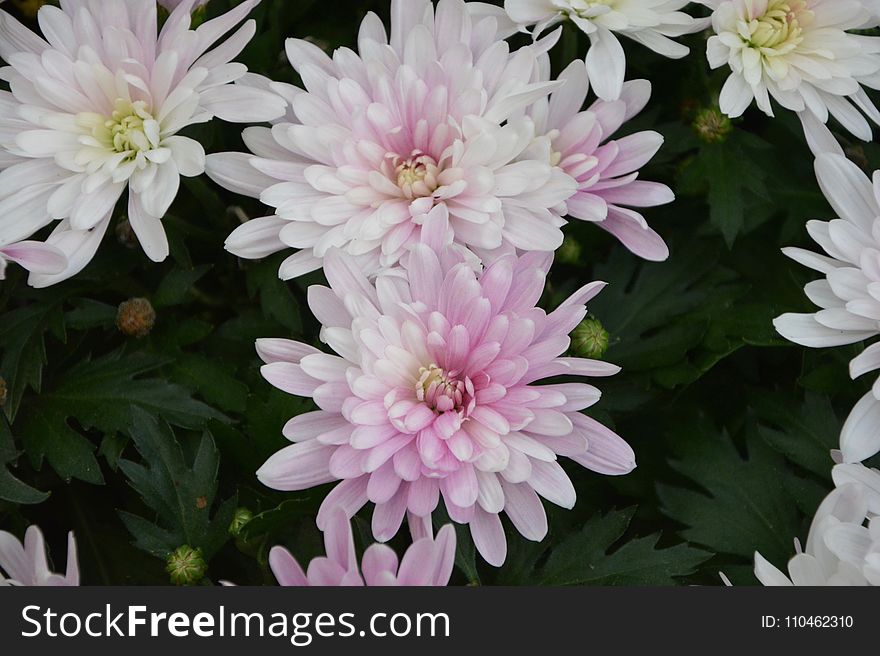 Flower, Plant, Flowering Plant, Chrysanths