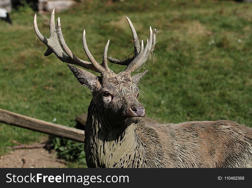 Wildlife, Deer, Fauna, Antler