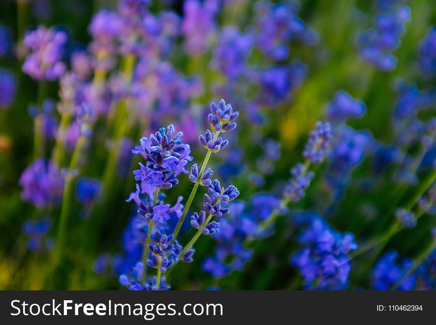 Blue, Lavender, English Lavender, Flower