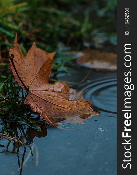 Leaf, Water, Maple Leaf, Autumn