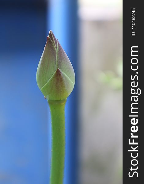 Bud, Flower, Plant, Plant Stem