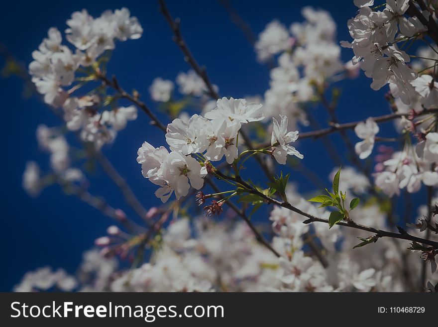 Spring Blossoms Blooming On A Tree, Against A Beautiful Blue Sky Background