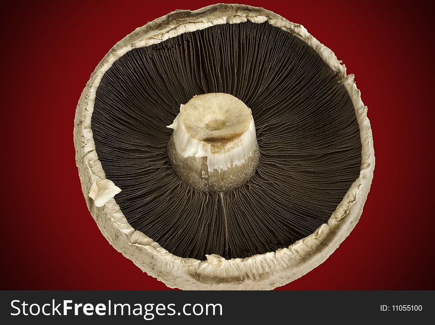 large mushroom