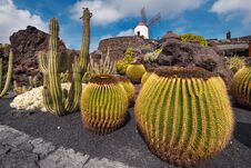 Beautiful Tropical Cactus Garden In Guatiza, Lanzarote, Canary Islands, Spain. Royalty Free Stock Images Beautiful Tropical Cactus Garden In Guatiza, Lanzarote, Canary Islands, Spain. Royalty Free Stock Images