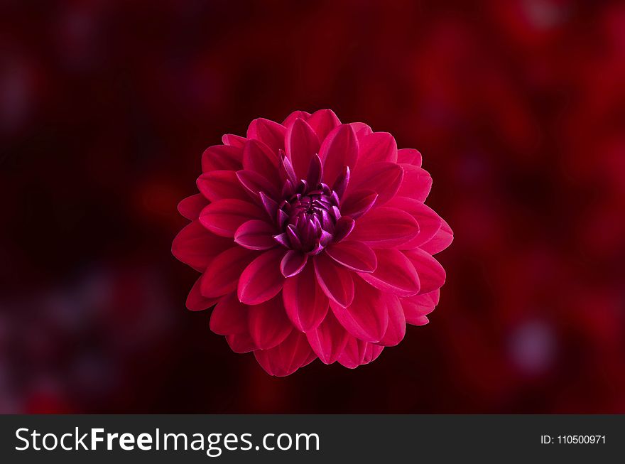 Pink Dahlia Flower In Bloom Close-up Photo