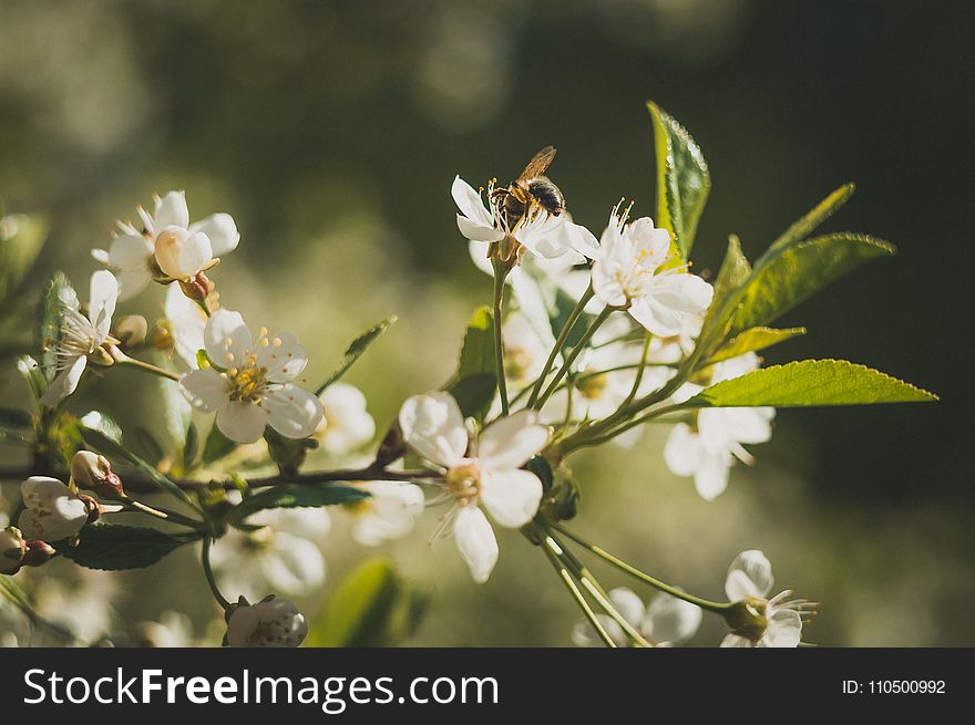 Bee on White Petaled Flowers