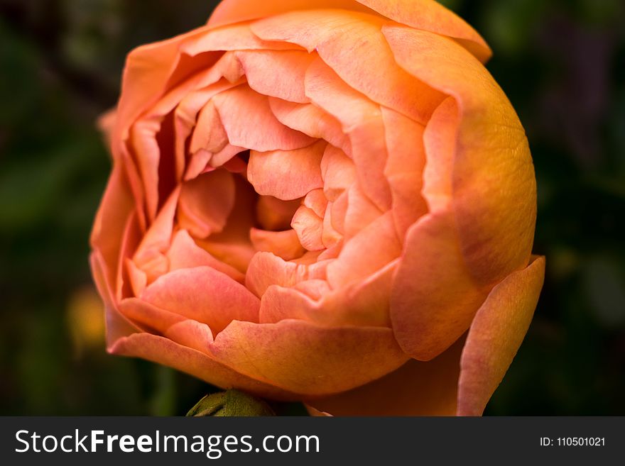 Close Up Photo Of Orange Petaled Rose