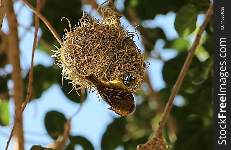 Sparrow Making Nest