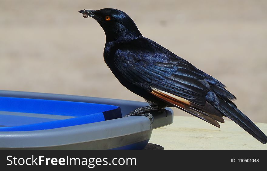 Selective Focus Photo of Black Raven on Plastic Container