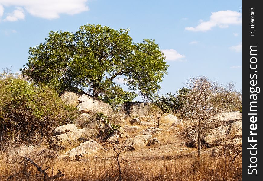 Green Leaf Tree Near Rocks