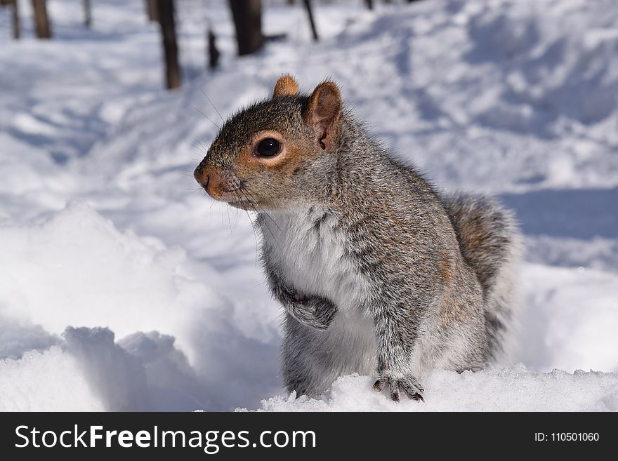 Photo Of Squirrel