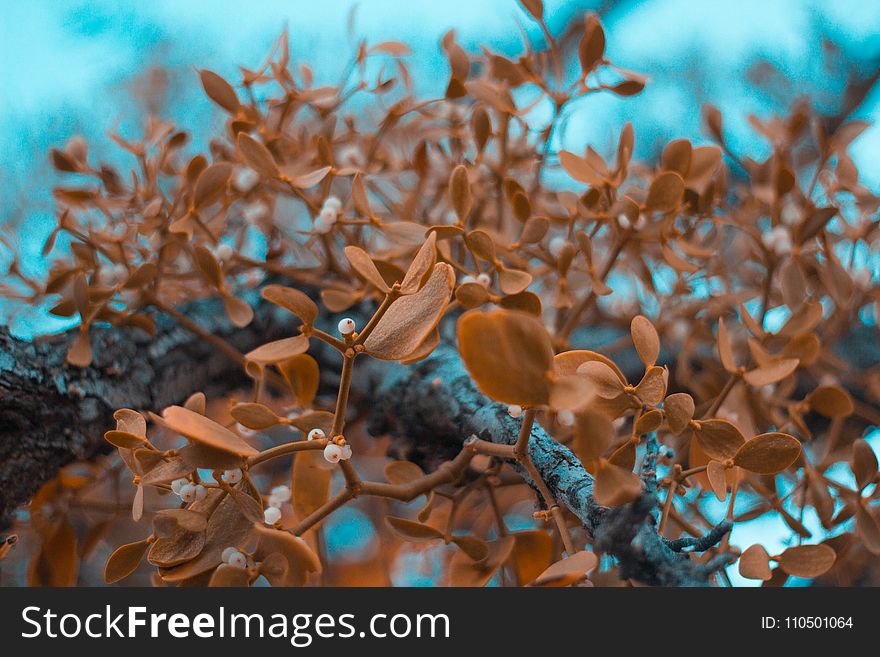 Brown Leaf Plants