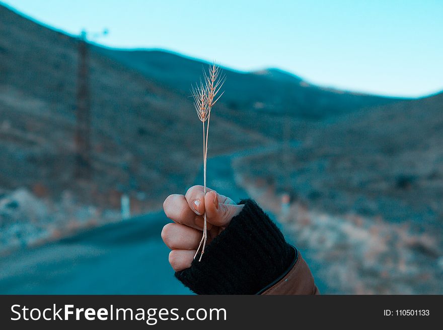 Person Holding Grass