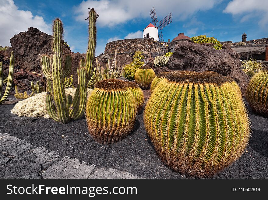 Beautiful tropical cactus garden in Guatiza, Lanzarote, Canary islands, Spain.