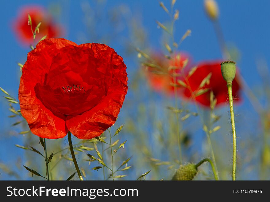 Red poppies on a blue sky background. Red poppies on a blue sky background