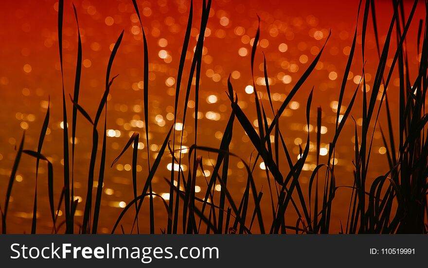 Water plants, reeds on the background lit by the sun rising over the water. Water plants, reeds on the background lit by the sun rising over the water