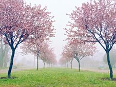 Pink Sakura Flowers, Beautiful Cherry Blossom In Nature With Blurry Background Stock Photography