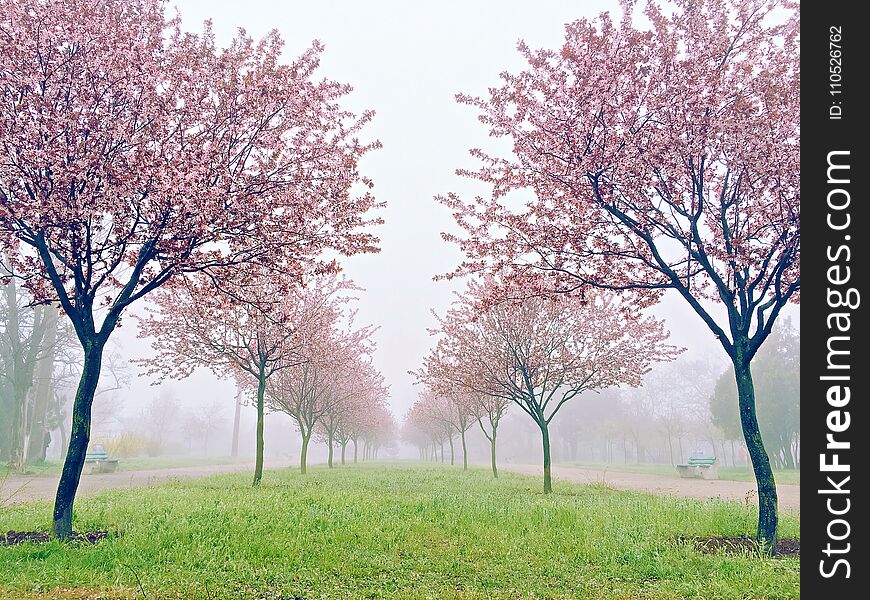 Pink sakura flowers, beautiful Cherry Blossom in nature with blurry background