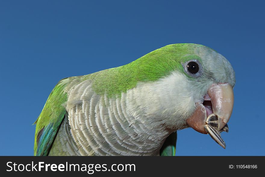 Beak, Bird, Fauna, Green