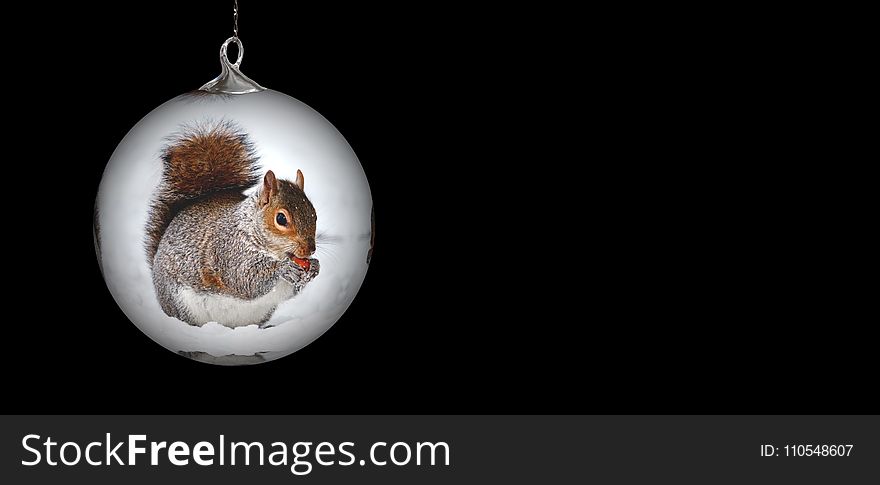Christmas Ornament, Squirrel, Rodent, Still Life Photography