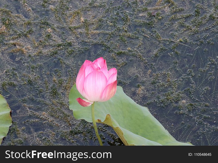 Flower, Plant, Flora, Leaf