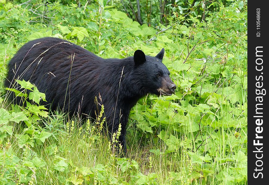 American Black Bear, Bear, Mammal, Terrestrial Animal