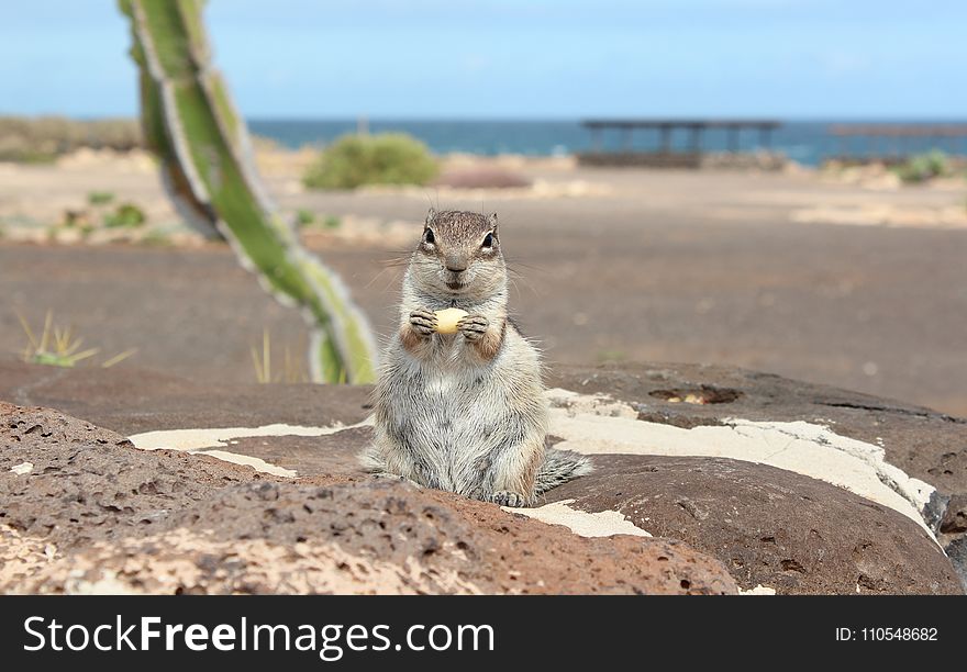 Mammal, Fauna, Squirrel, Wildlife