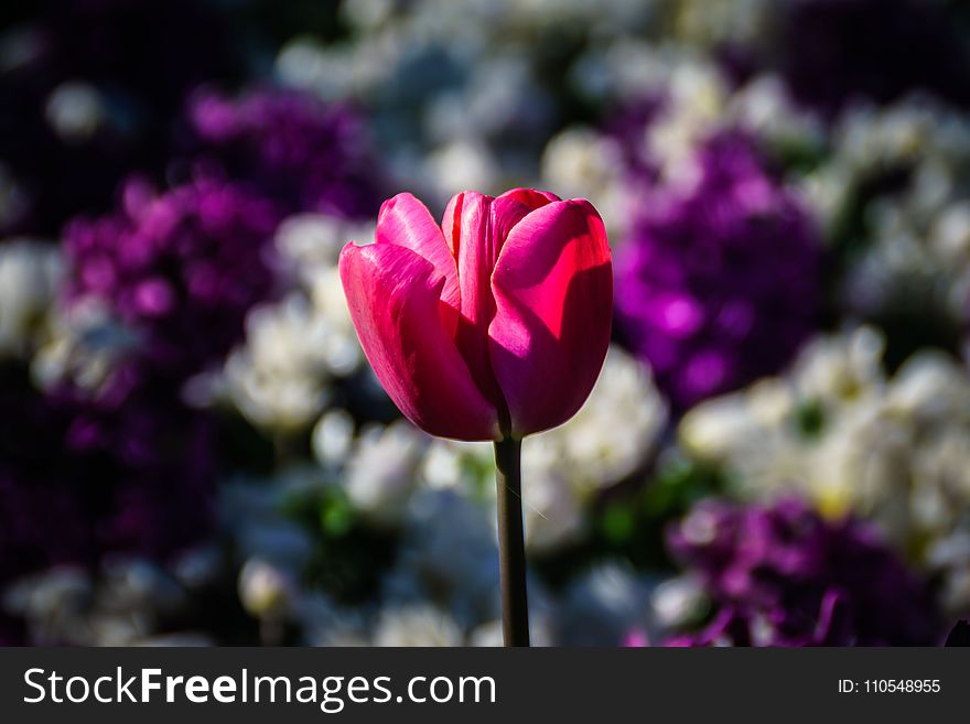 Flower, Pink, Plant, Flowering Plant