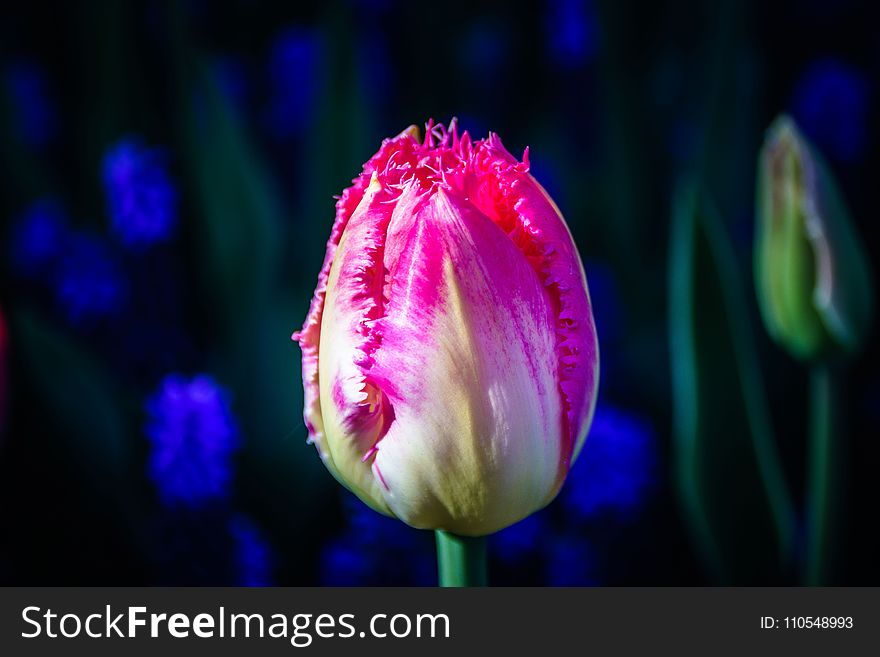 Flower, Plant, Tulip, Flowering Plant