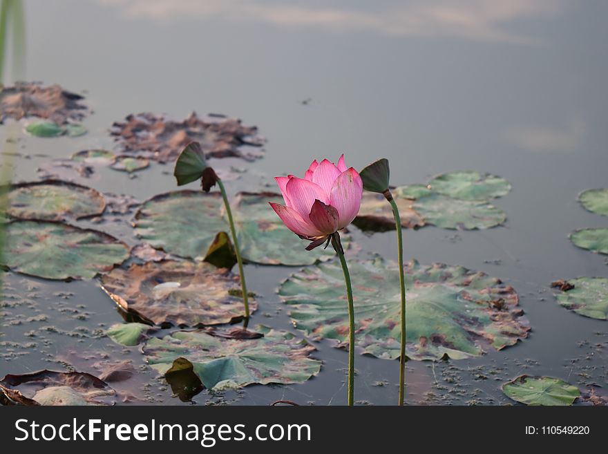 Flower, Water, Plant, Flora