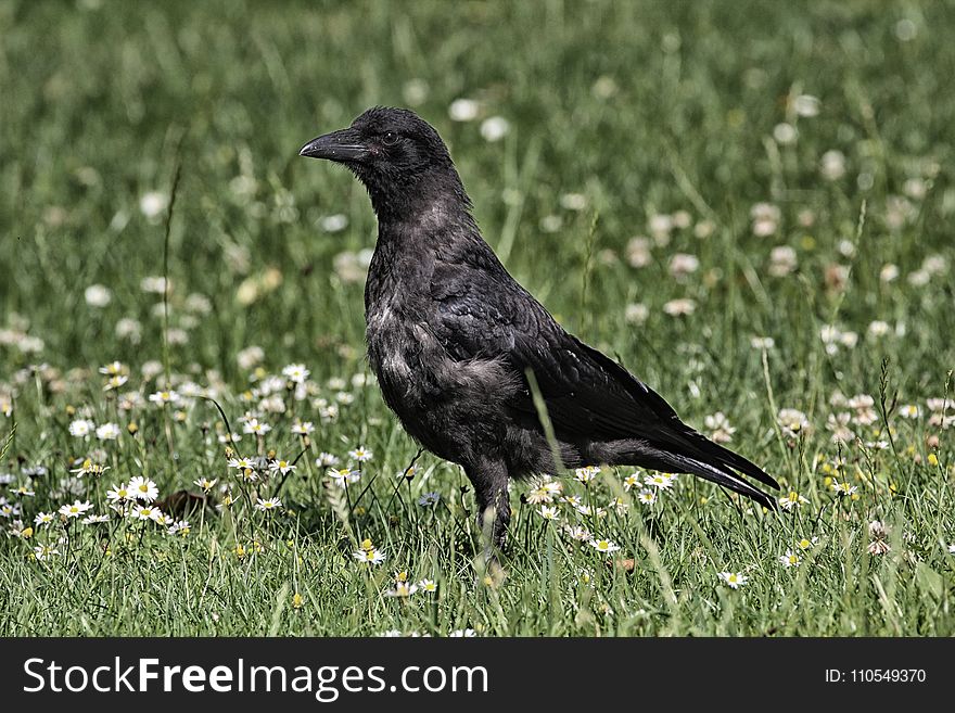 Bird, American Crow, Crow, Fauna