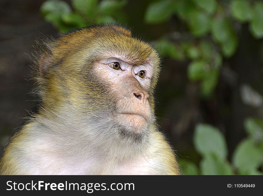 Macaque, Fauna, Mammal, Primate