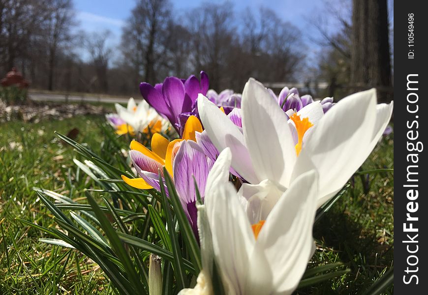 Flower, Plant, Flowering Plant, Crocus