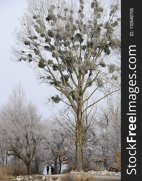 Tree, Winter, Branch, Frost