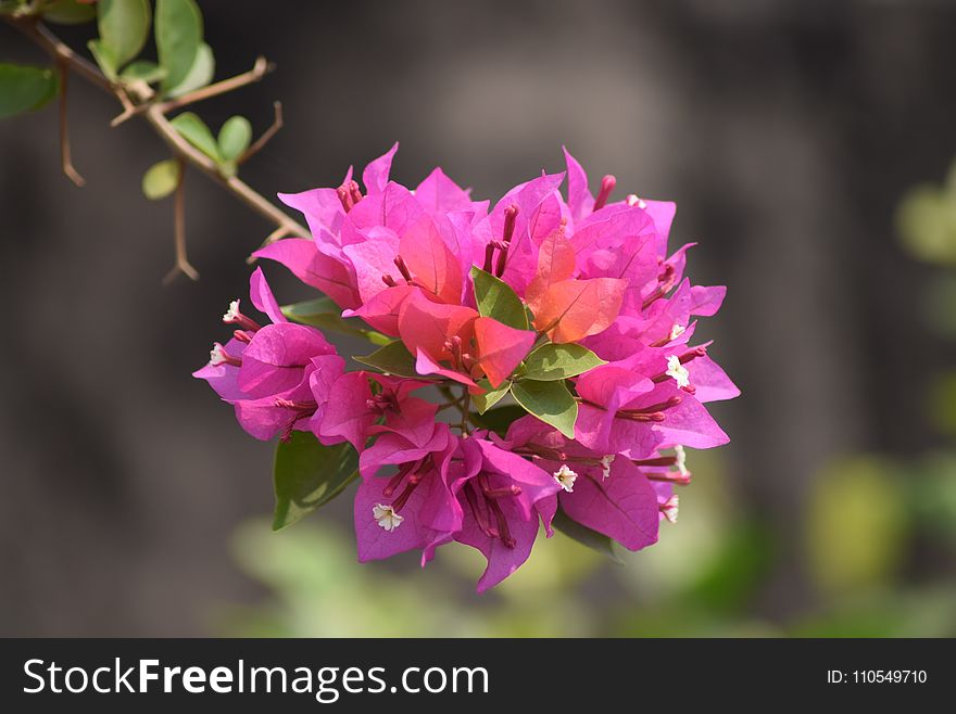 Flower, Pink, Flora, Plant