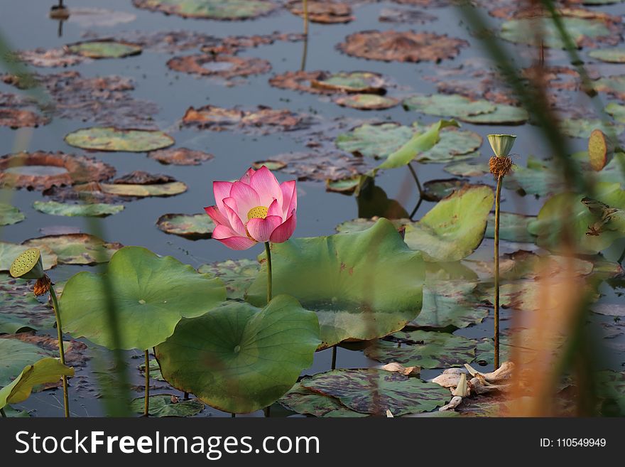 Flower, Plant, Sacred Lotus, Lotus