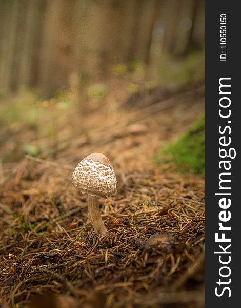 Mushroom, Fungus, Grass, Penny Bun
