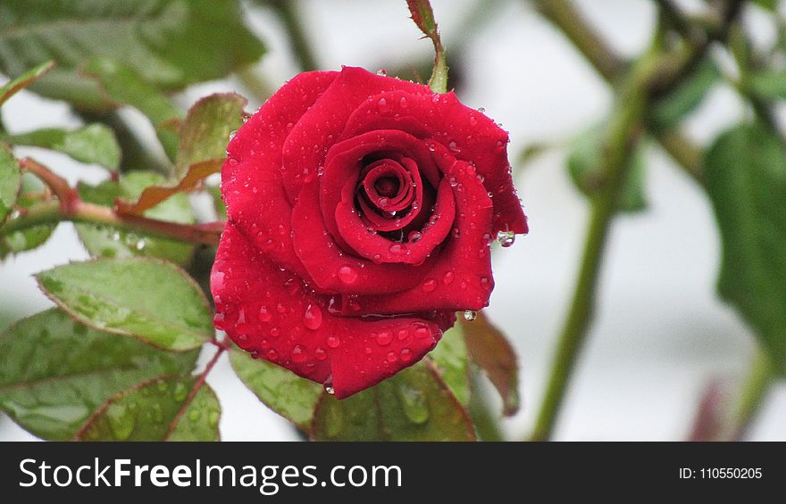 Rose, Rose Family, Flower, Garden Roses