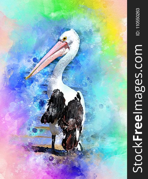 Beak, Pelican, Seabird, Painting