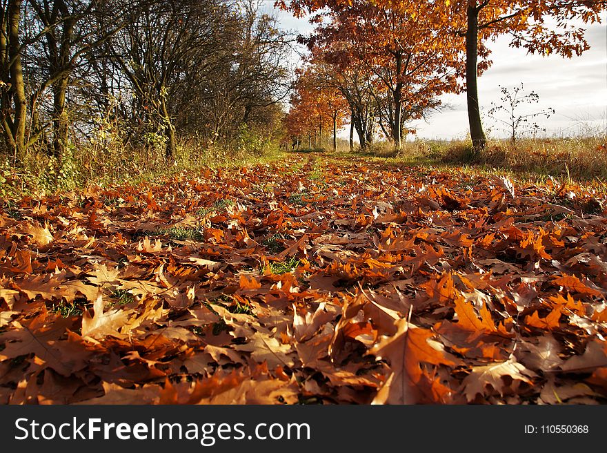 Leaf, Autumn, Deciduous, Woodland