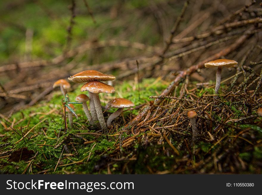 Fungus, Ecosystem, Vegetation, Mushroom