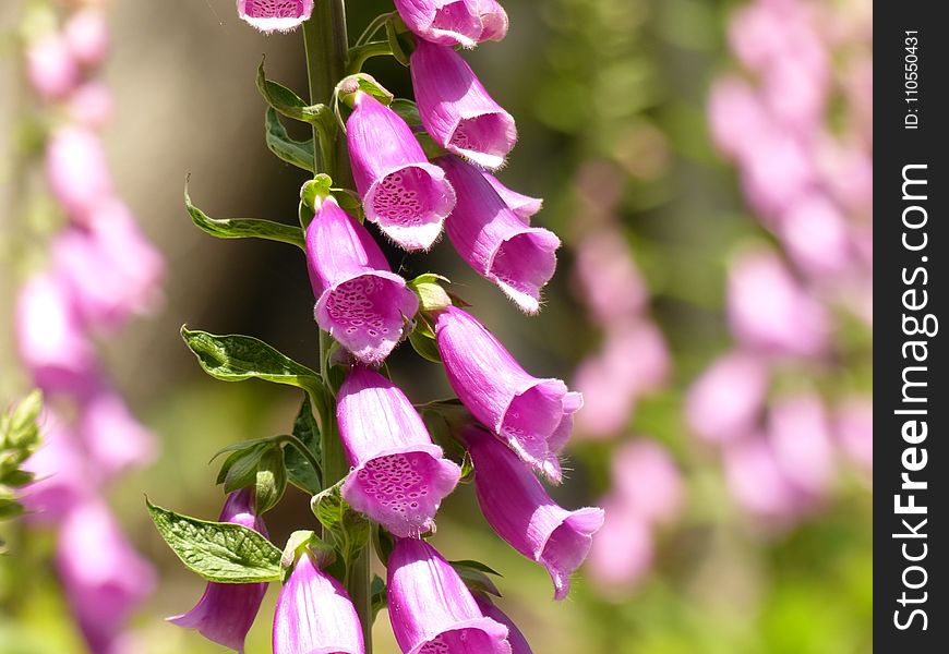 Flower, Pink, Digitalis, Purple