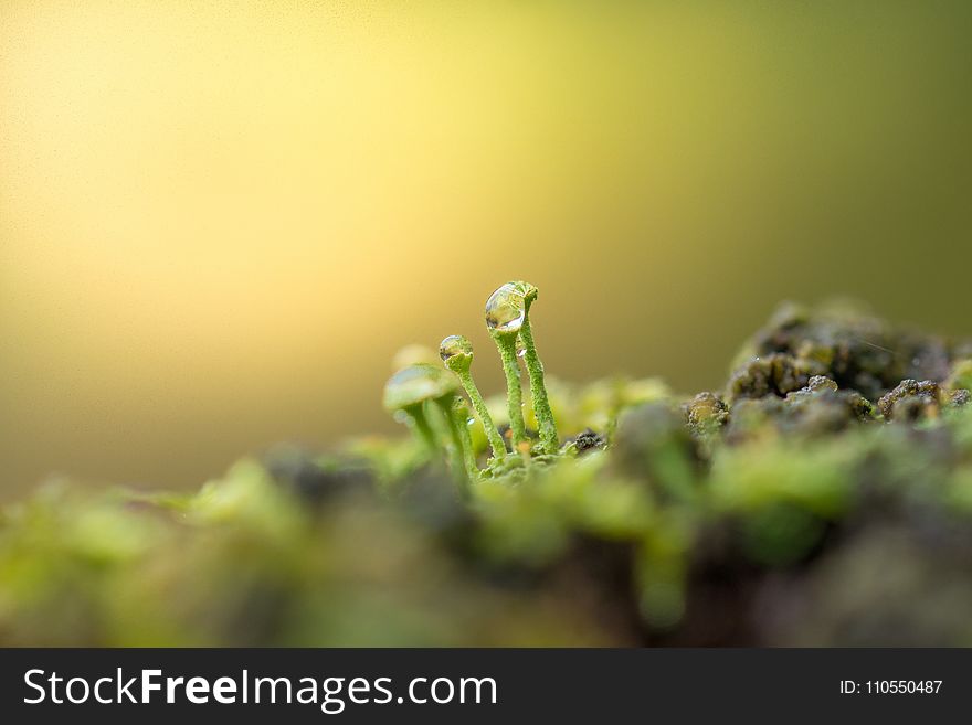 Water, Macro Photography, Close Up, Moisture