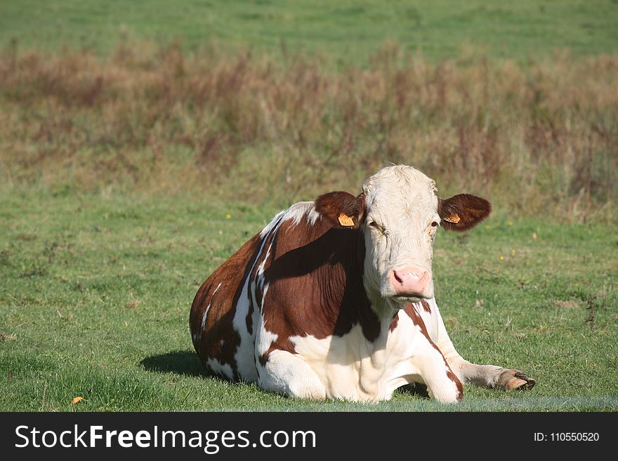 Cattle Like Mammal, Pasture, Grassland, Dairy Cow