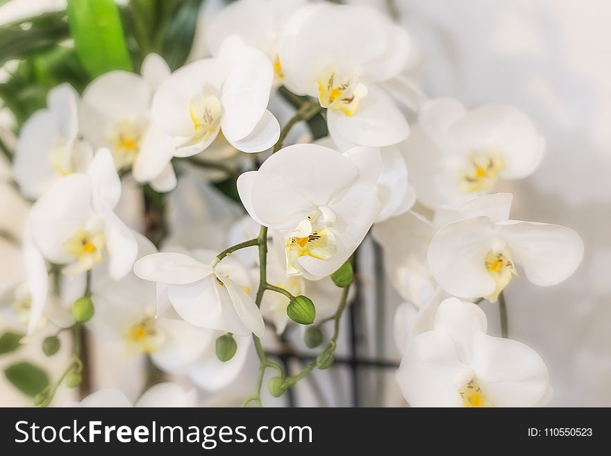 Flower, White, Flowering Plant, Flora