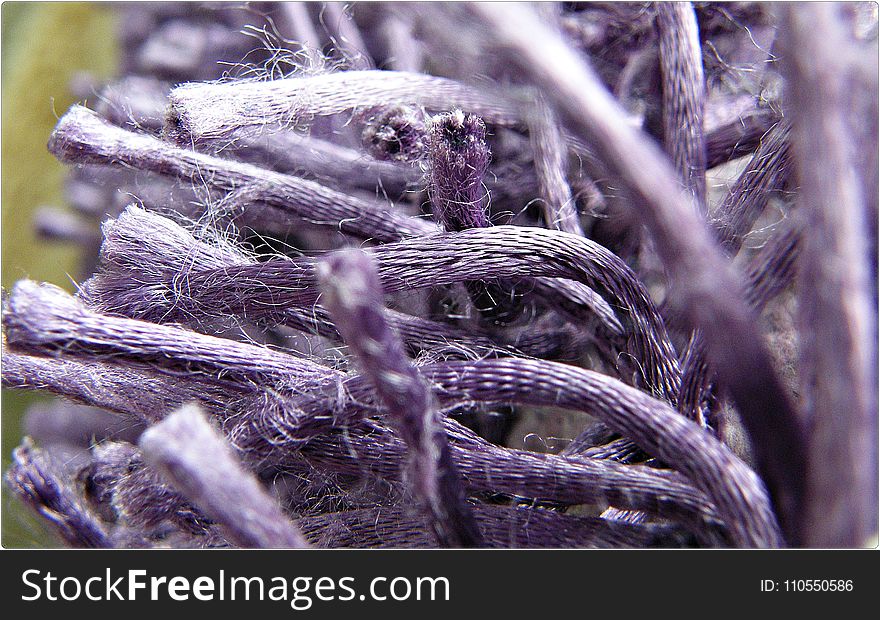 Purple, Tree, Branch