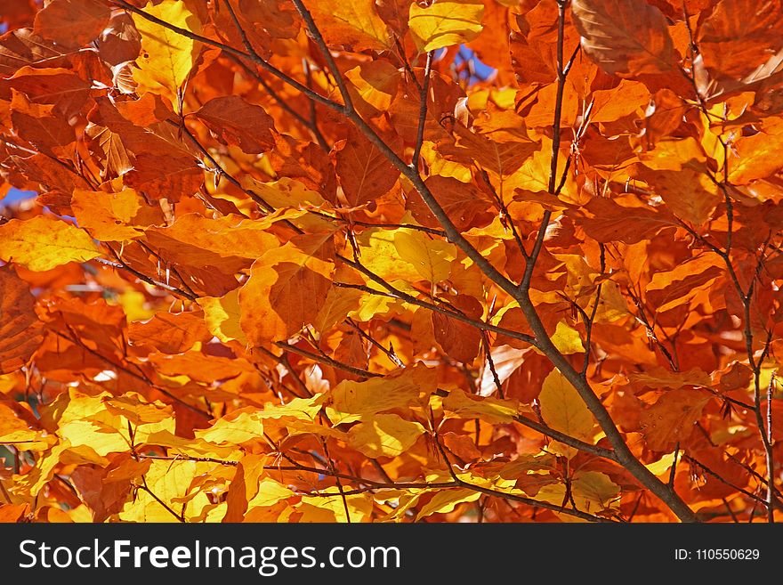 Leaf, Autumn, Deciduous, Orange