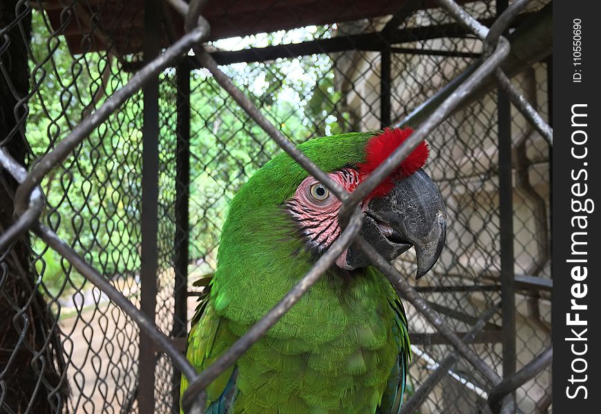 Bird, Fauna, Macaw, Parrot